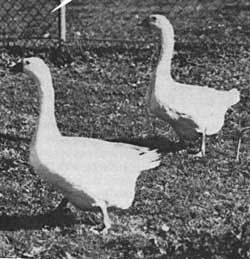 White Chinese geese