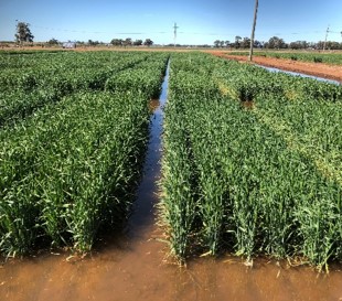 waterlogged trail plots with wheat