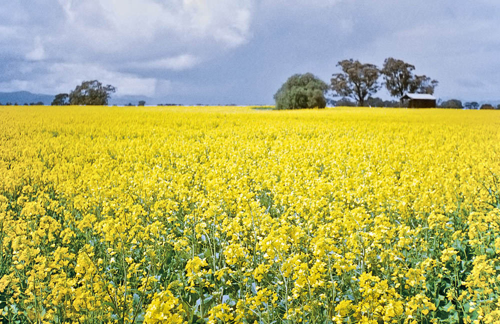 Canola field