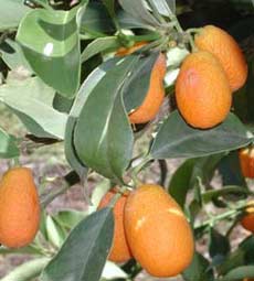 Cumquats