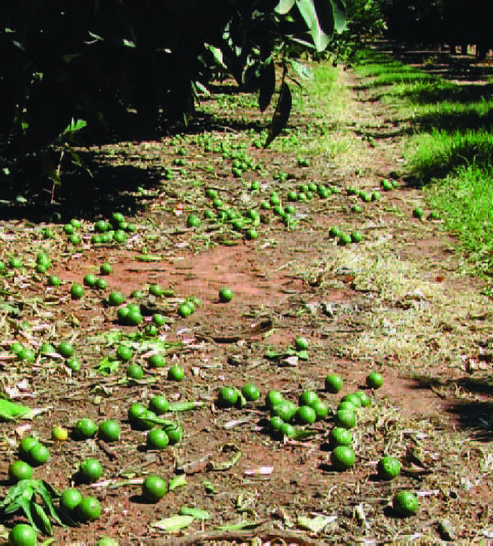 Figure 3. A key technique for hand thinning is to not look down. Often growers become shocked by the amount of fruit on the ground and consequently do not thin their trees sufficiently.