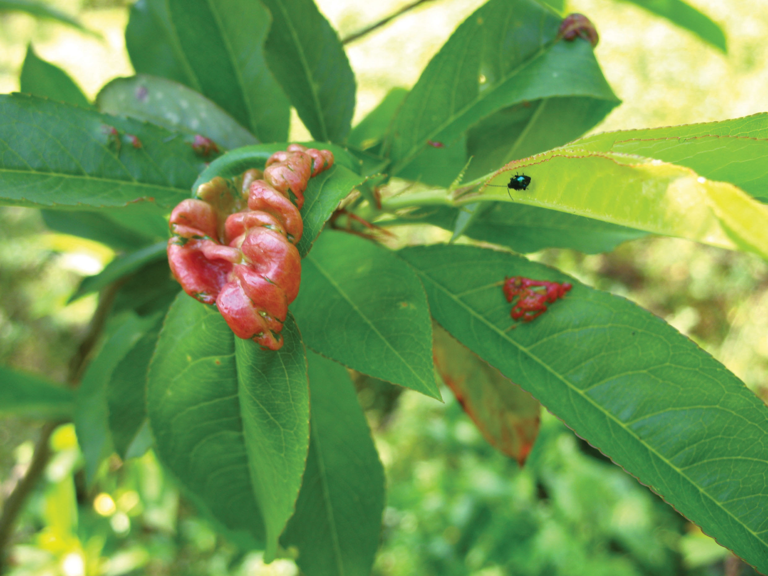 Figure 6. Leaf curl.