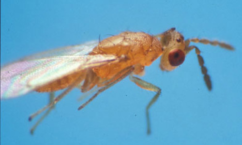 Figure 15. Cirrospilus ingenuus adult. Photo: Jeff Lotz, FDACS-DPI.