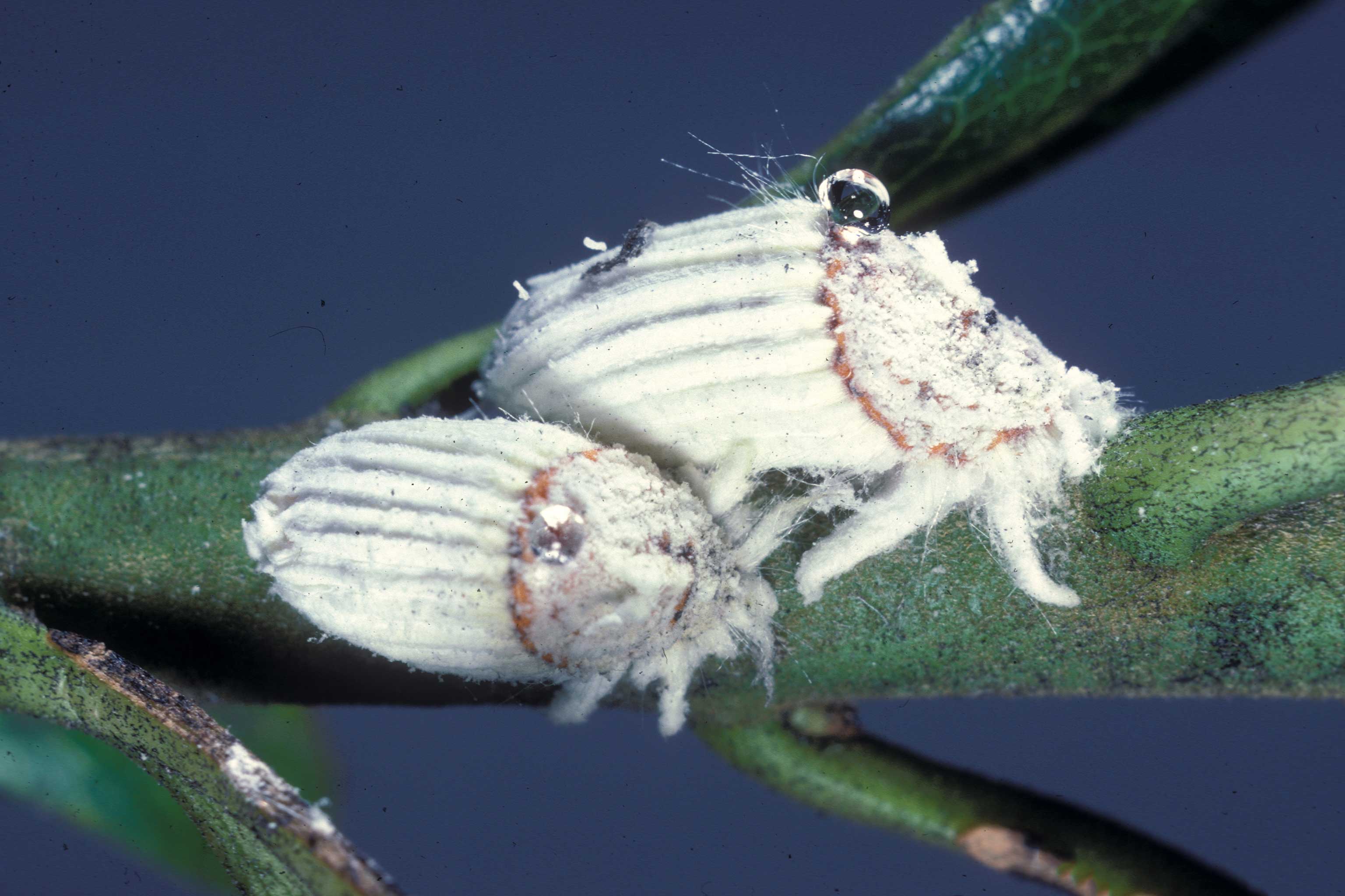 Figure 1. Cottony cushion scale (Icerya purchasi) adult females. Photo: Sturgis McKeever, Georgia Southern University, Bugwood.org.