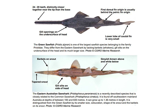 Identification features of a Sawfish and a Sawshark