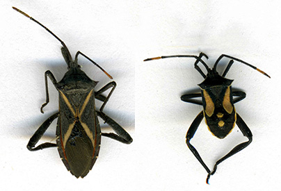 Figure 1. Crusader bug (Mictis profana) adult and nymph. Photo: Lesley Ingram, Bugwood.org.