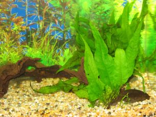 An aquatic plant in a tank with gravel