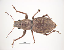 Figure 1. Fuller's rose weevil (Pantomorus cervinus) adult. Photo: Pest and Diseases Image Library, Bugwood.org.