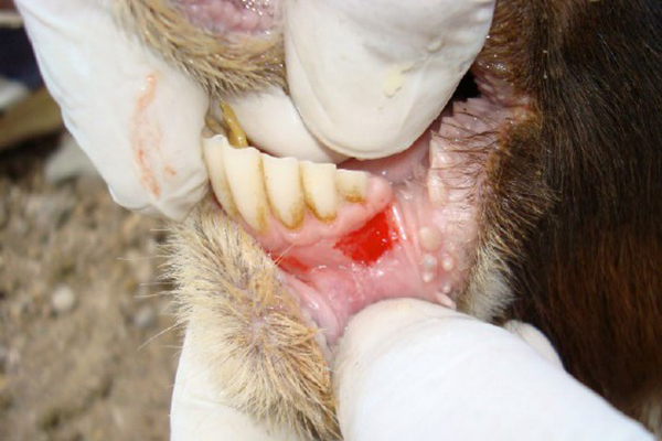 A close up of a goat's mouth with red blistering caused by FMD