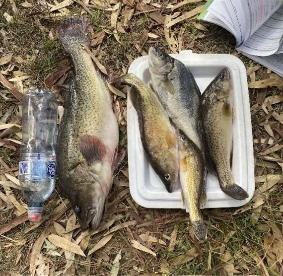 Protected Trout Cod and Silver Perch seized from the Murray River