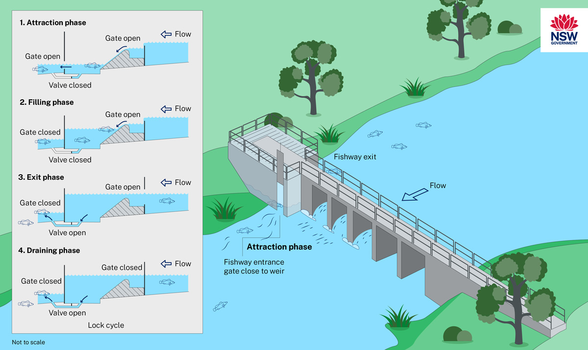 A diagram showing how a Lock fishway could be constructed