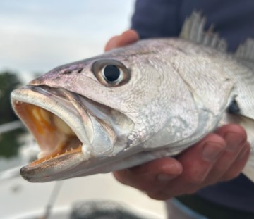 Mulloway