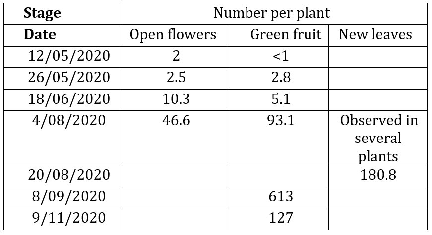 Table 1 shows the numbers of open flowers, green fruit and new leaves counted in the crop on different dates.