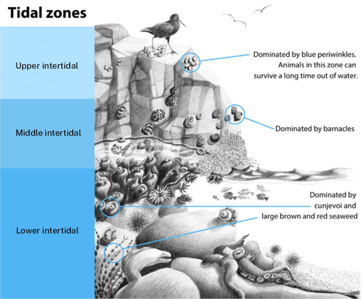 An image of 3 levels of tidal zones. The pictures depict birds and periwinkles in upper intertidal zone, barnacles in the middle zone and fish, octopus, seaweed in the lower zone. The image is hand drawn in lead pencil style.