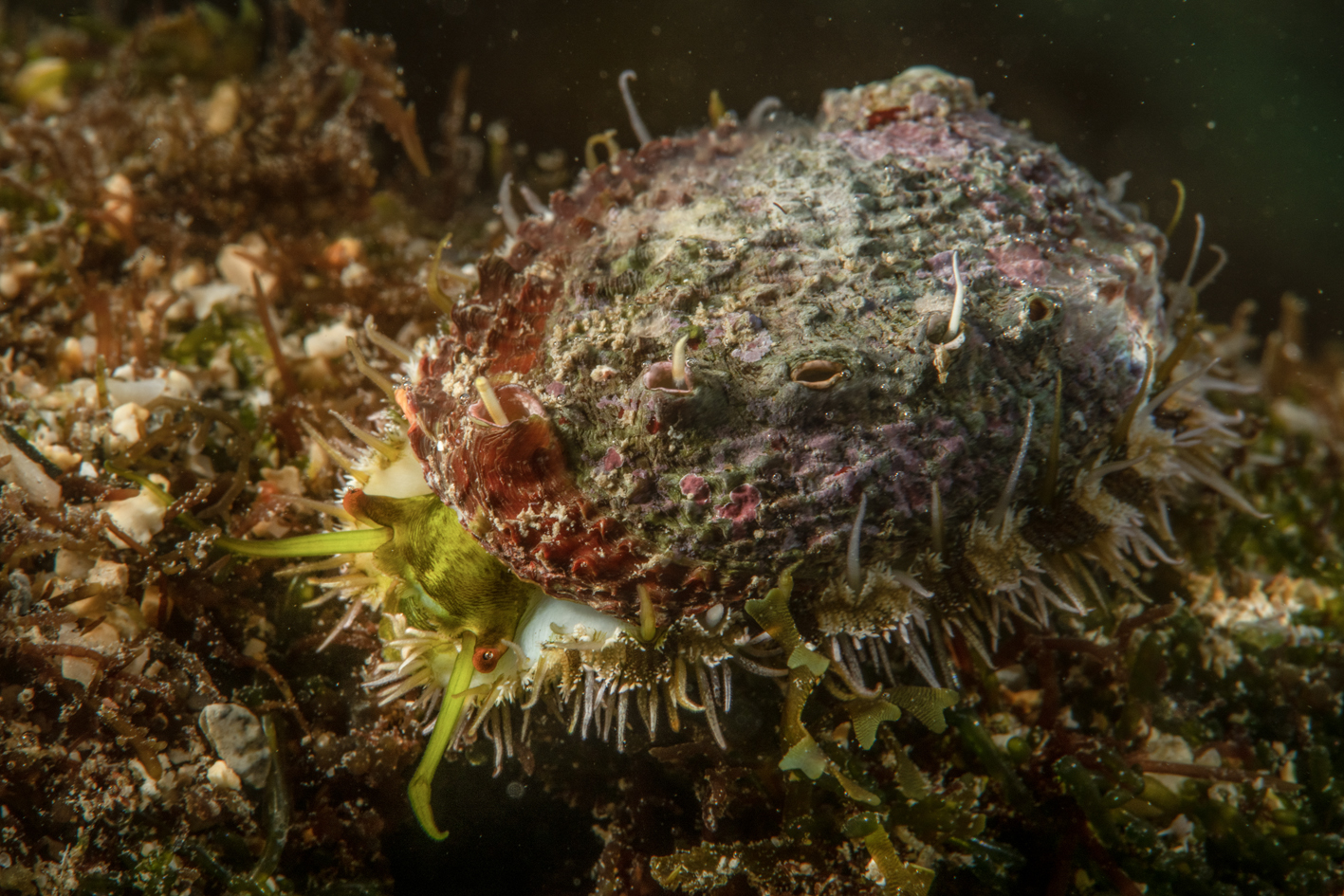 Haliotis rubiginosa