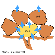A diagram showing adequate soil moisture around and above a seed