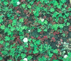 Subterranean clover red leaf virus