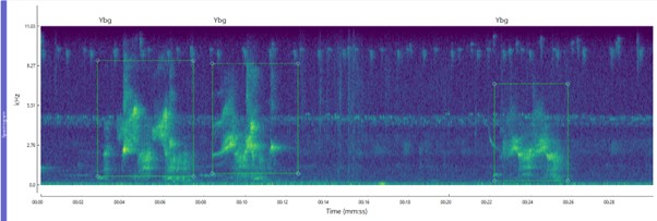 Yellow-bellied Glider spectrogram image