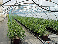 Low technology greenhouse