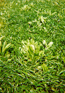 Puna chicory sown with ryegrass and sub clover