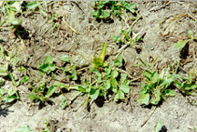 Puna chicory / white clover pasture, after being   grazed