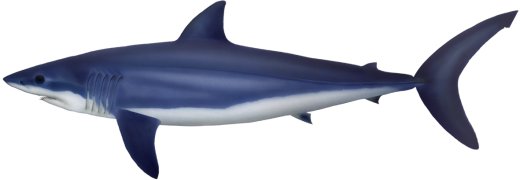 Mako shark