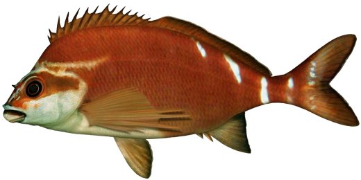 Red morwong