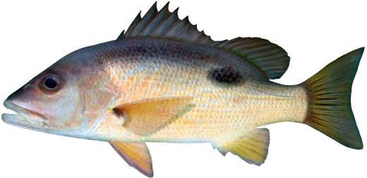 Moses Snapper (Perch)