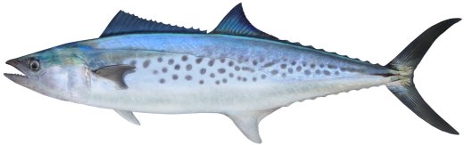 Mackerel (Spotted) <i>Scomberomorus munroi</i>