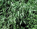 Short-term ryegrass