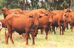 Africander cows
