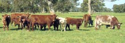 Shorthorn cows and calves