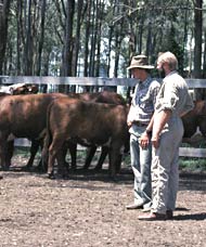 Men looking at cattle in yards