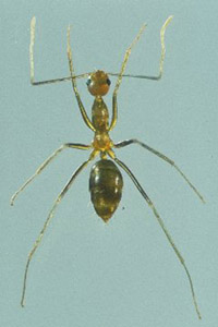 Close-up of yellow crazy ant