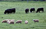 Sheep and cattle grazing