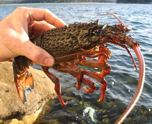A  rock lobster