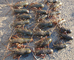 Lobsters seized by Fisheries Officers