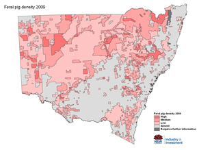 Feral pig occurences 2009