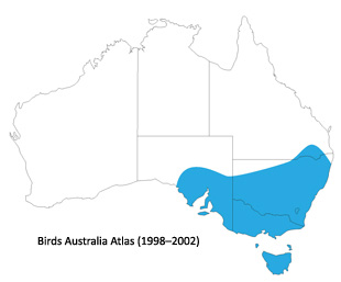 European blackbird distribution