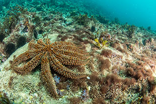 Marine life seastar