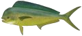 Mahi Mahi (Dolphinfish)