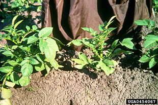 Healthy potato plants surround a plant infected with PSTVd