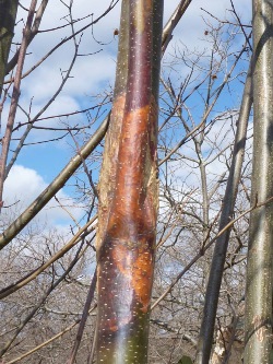 Bark of a chestnut tree discoloured to a bright orange brown in comparison to the normal olive green colour of healthy bark 