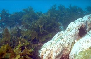 Underwater habitat