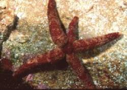 The native irregular seastar