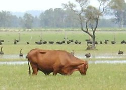 Cattle grazing a swamp in the Clarence River floodplain