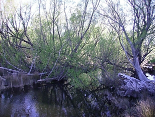 Willows in river