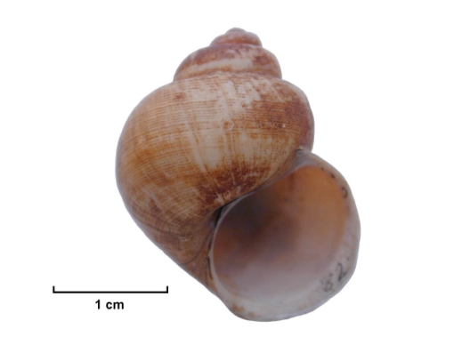 River Snail against a 1 cm scale
