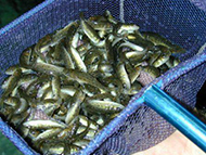 Eastern freshwater cod fingerlings bred for conservation stocking