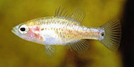 Oxleyan pygmy perch